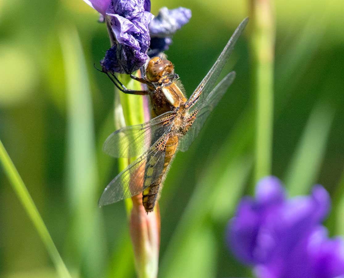 Libellula_depressa